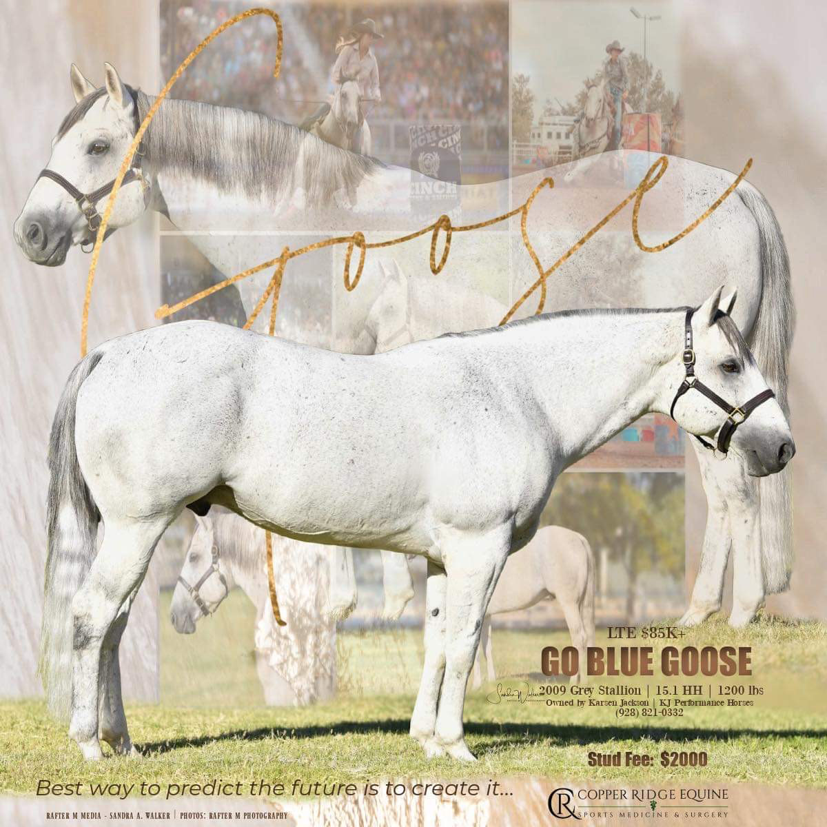 Go Blue Goose AQHA Grey Stallion